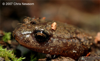 Aneides hardii