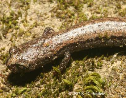 Batrachoseps gavilanensis