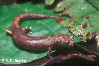 Bolitoglossa altamazonica