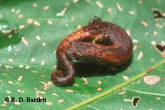 Bolitoglossa altamazonica