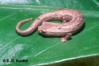 Bolitoglossa colonnea