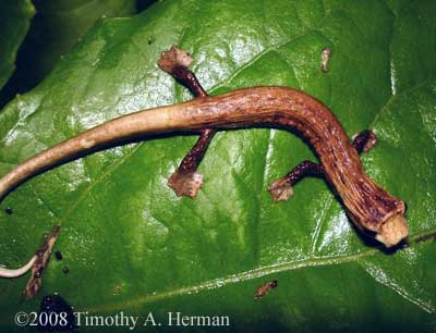 Bolitoglossa colonnea