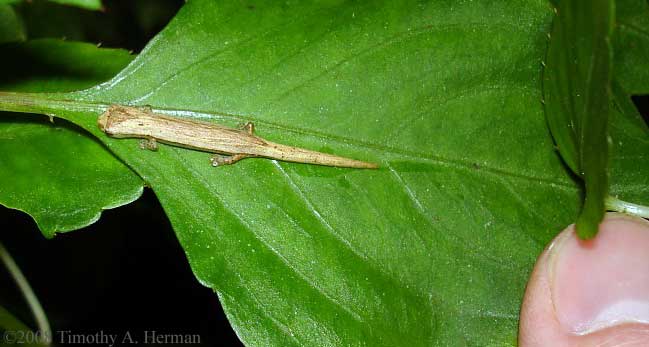 Bolitoglossa colonnea