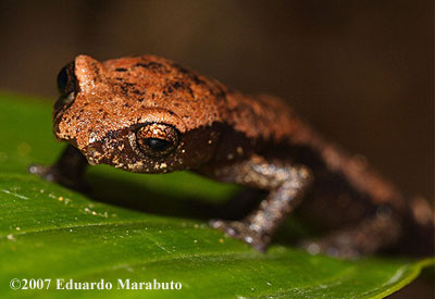 Bolitoglossa conanti