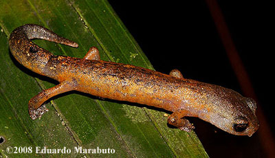 Bolitoglossa diaphora