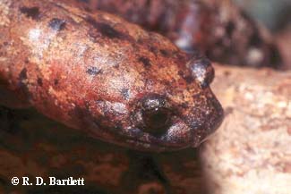 Bolitoglossa dofleini