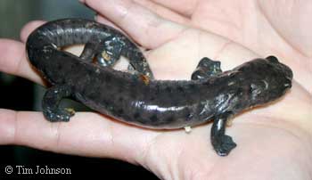 Bolitoglossa dofleini