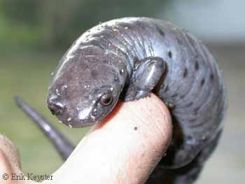 Bolitoglossa dofleini