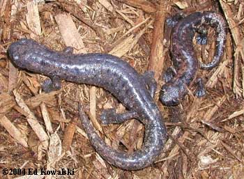 Bolitoglossa dofleini