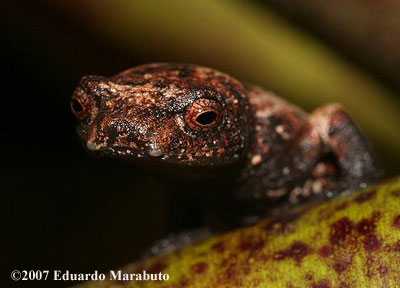 Bolitoglossa dunni