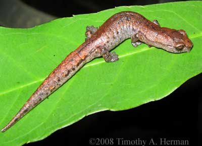 Bolitoglossa hartwegi