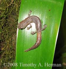 Bolitoglossa hartwegi