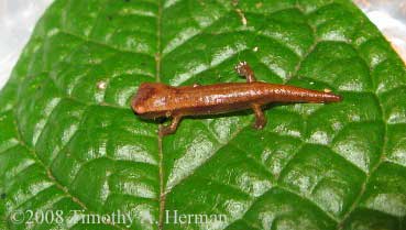 Bolitoglossa hartwegi