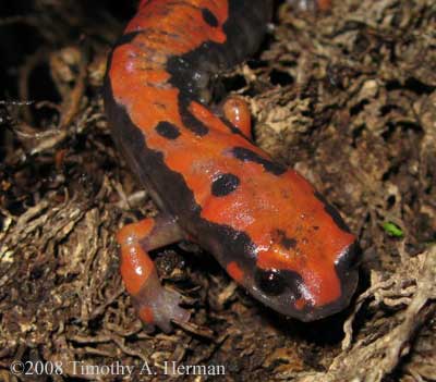 Bolitoglossa lincolni