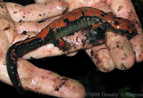 Bolitoglossa lincolni