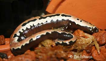 Bolitoglossa mexicana