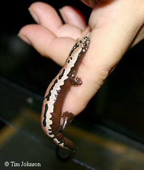 Bolitoglossa mexicana