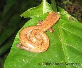 Bolitoglossa mombachoensis