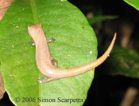 Bolitoglossa mombachoensis