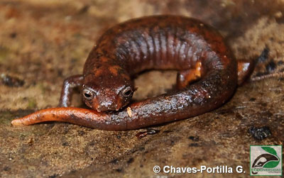 Bolitoglossa pandi