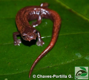 Bolitoglossa pandi