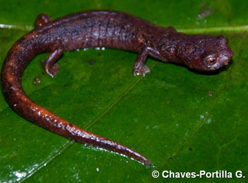 Bolitoglossa pandi