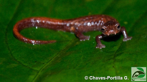 Bolitoglossa pandi