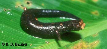 Bolitoglossa peruviana