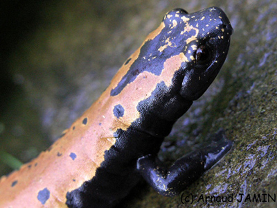 Bolitoglossa platydactyla