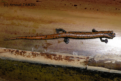 Bolitoglossa platydactyla