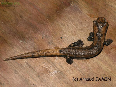 Bolitoglossa rufescens