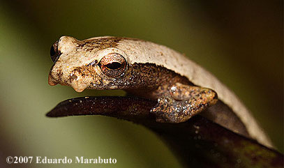 Bolitoglossa rufescens