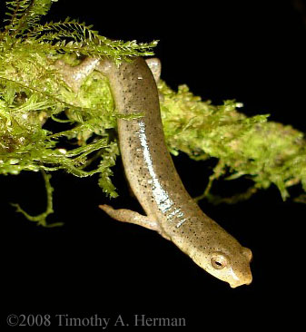 Bolitoglossa schizodactyla