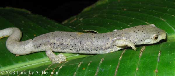 Bolitoglossa schizodactyla