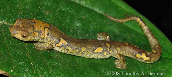 Bolitoglossa schizodactyla