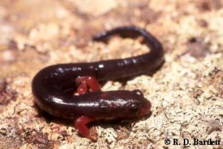 Bolitoglossa subpalmata