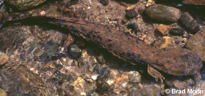 hellbender