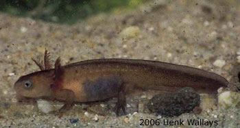 Cynops cyanurus