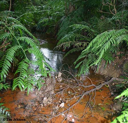 C. ensicauda habitat