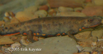 Cynops orphicus