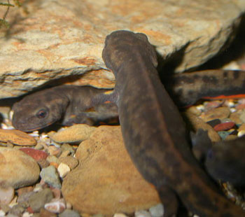 Cynops orphicus