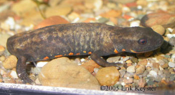 Cynops orphicus