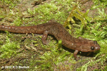 Desmognathus abditus