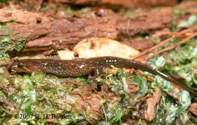 Desmognathus apalachicolae