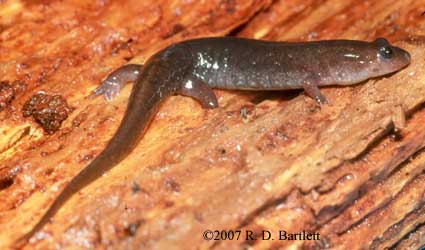 Desmognathus auriculatus