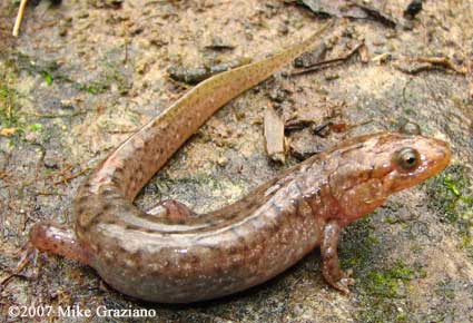 Desmognathus brimleyorum