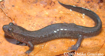 Desmognathus brimleyorum