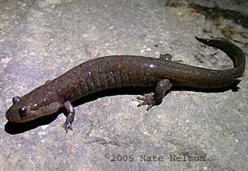 Desmognathus brimleyorum