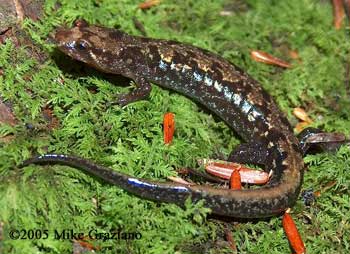 Desmognathus carolinensis