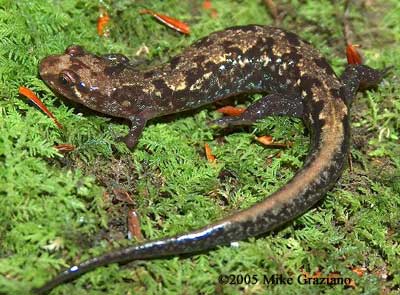 Desmognathus carolinensis